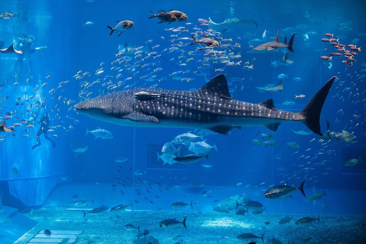 天山區(qū)楊洪杰水族店 （天山區(qū)楊洪杰水族店地址） 全國水族館企業(yè)名錄 第1張