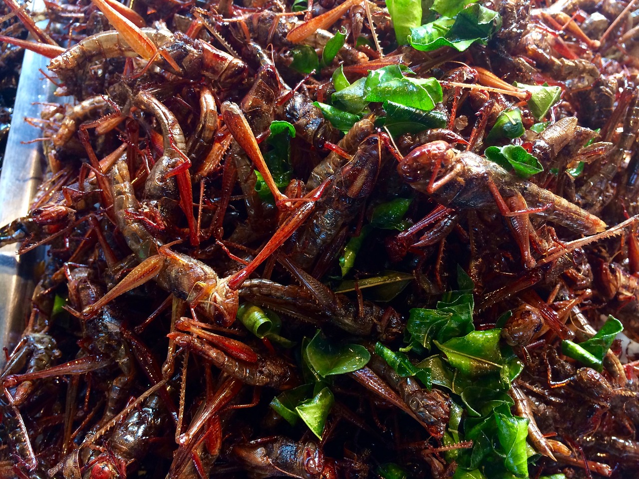 雷龍魚喜歡吃什么食物圖片（雷龍魚愛吃什么）