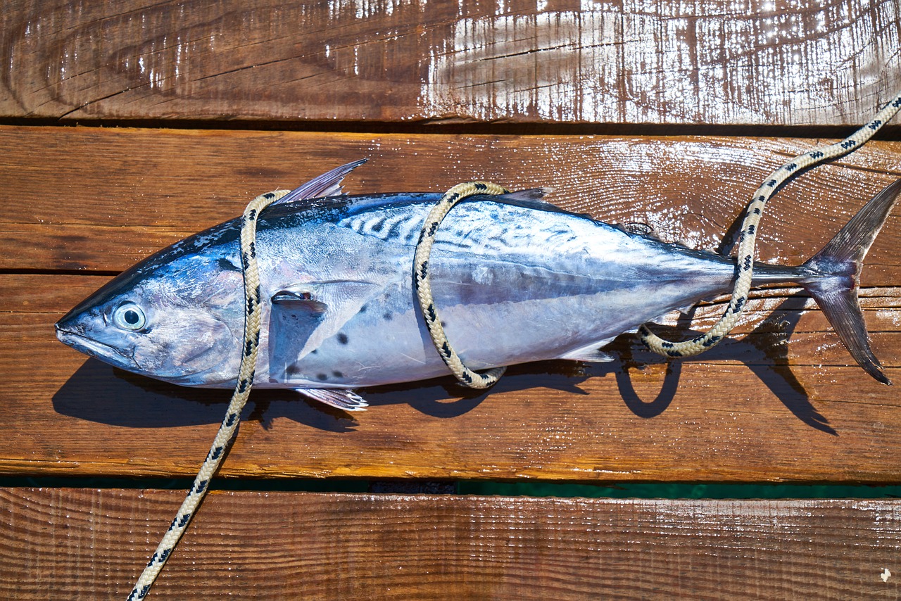 包含小魚(yú)放進(jìn)魚(yú)缸幾個(gè)小時(shí)就死,大魚(yú)沒(méi)事的詞條 養(yǎng)魚(yú)知識(shí) 第1張