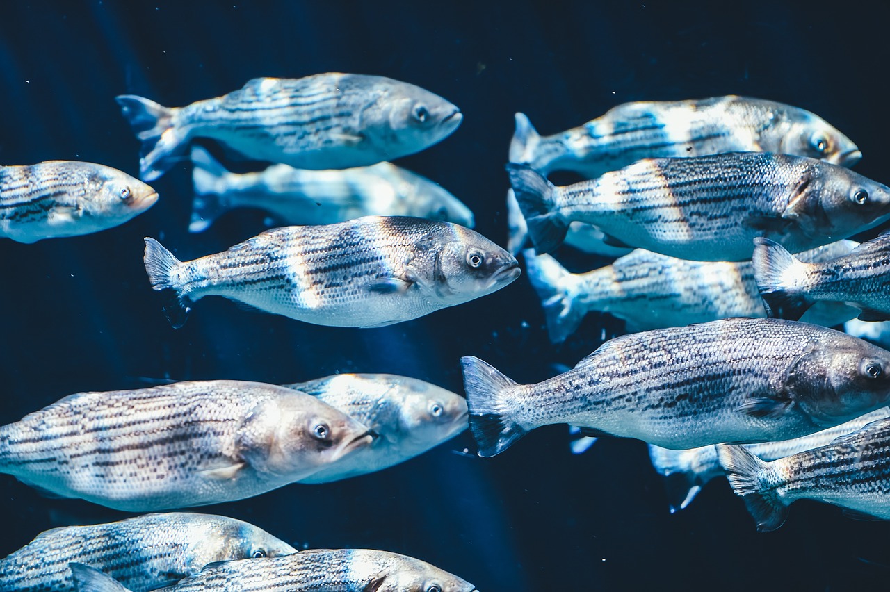 黃河鯉魚屬于保護(hù)動物嗎為什么沒有魚（野生黃河大鯉魚是不是保護(hù)動物） 皇冠黑白魟魚 第2張