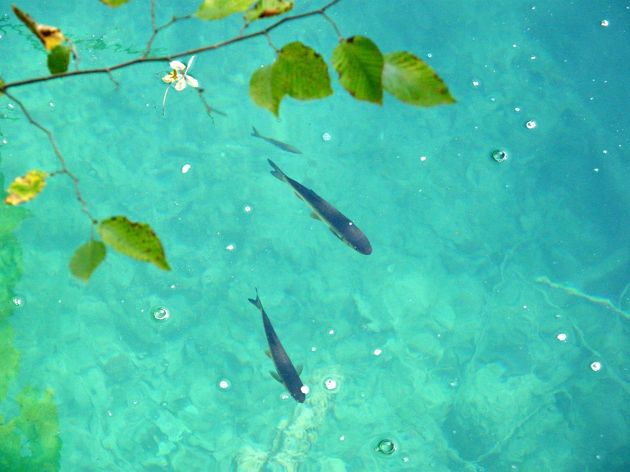 什么魚能清潔魚缸底部，什么魚能清理魚缸 觀賞魚 第2張