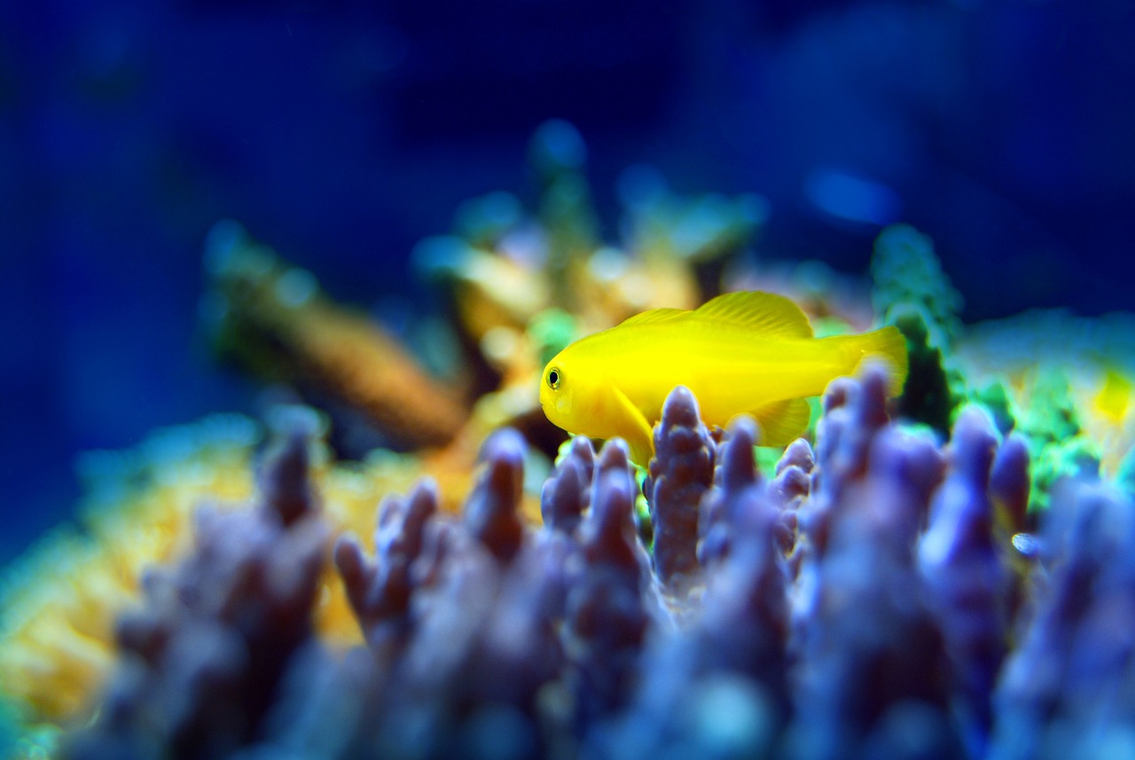 通遼水族館（通遼水族館魚缸）