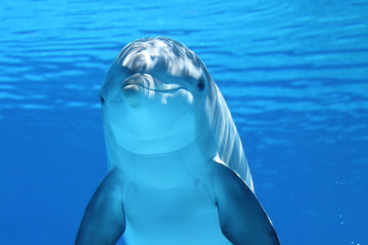 五家渠森森水族館（五家渠森森水族館在哪） 全國水族館企業(yè)名錄 第1張