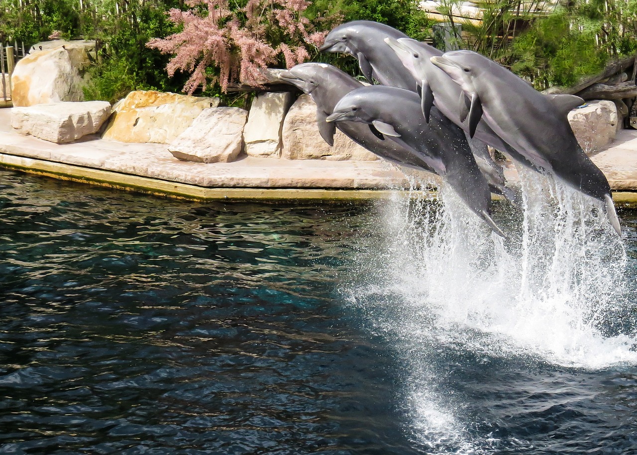 松山區(qū)龍鑫水族館（松山區(qū)龍鑫水族館地址）