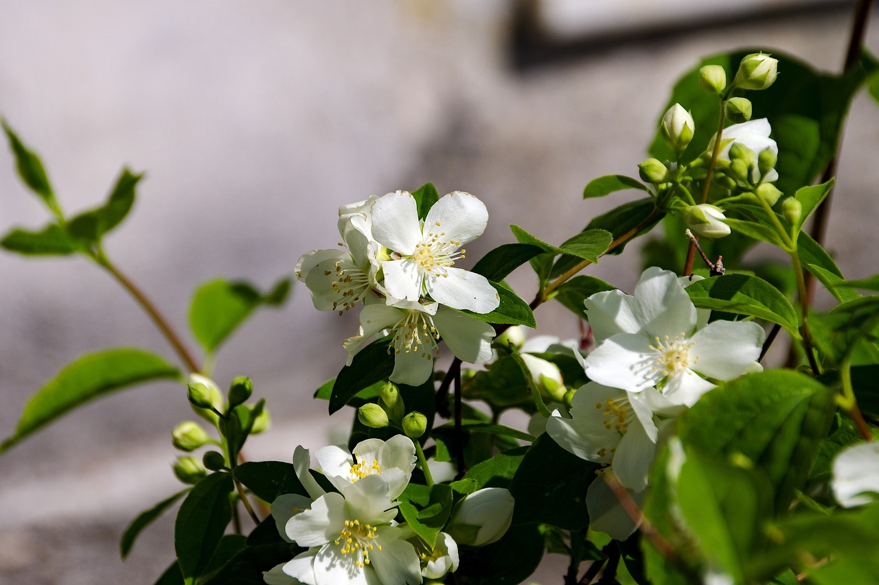 藍茉莉花（藍茉莉花怎么養(yǎng)） 觀賞魚 第3張