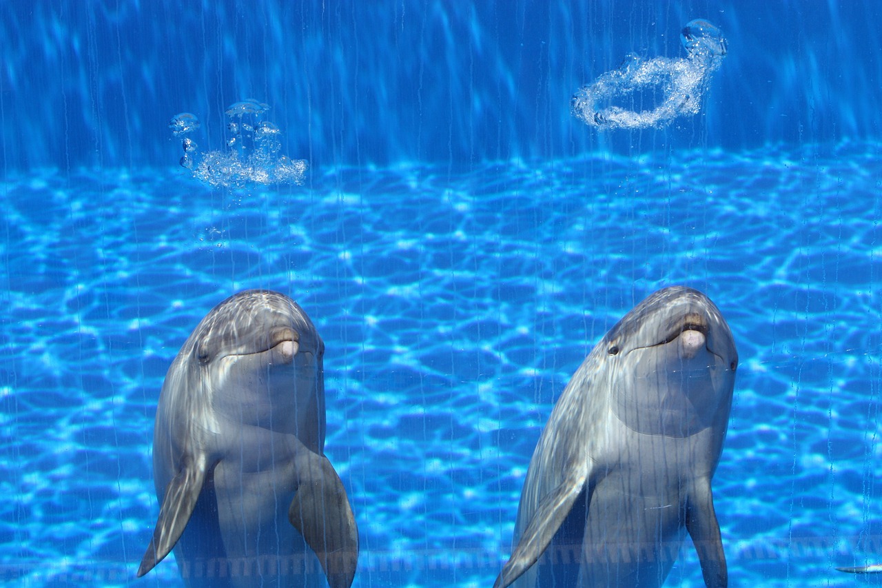 維西年年有魚水族館