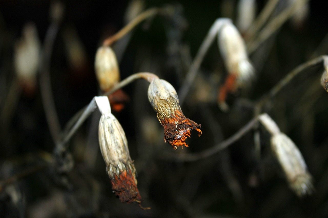 非洲觀賞魚(yú)低溫會(huì)死嗎為什么（觀賞魚(yú)在冬天會(huì)凍死嗎） 進(jìn)口元寶鳳凰魚(yú) 第2張