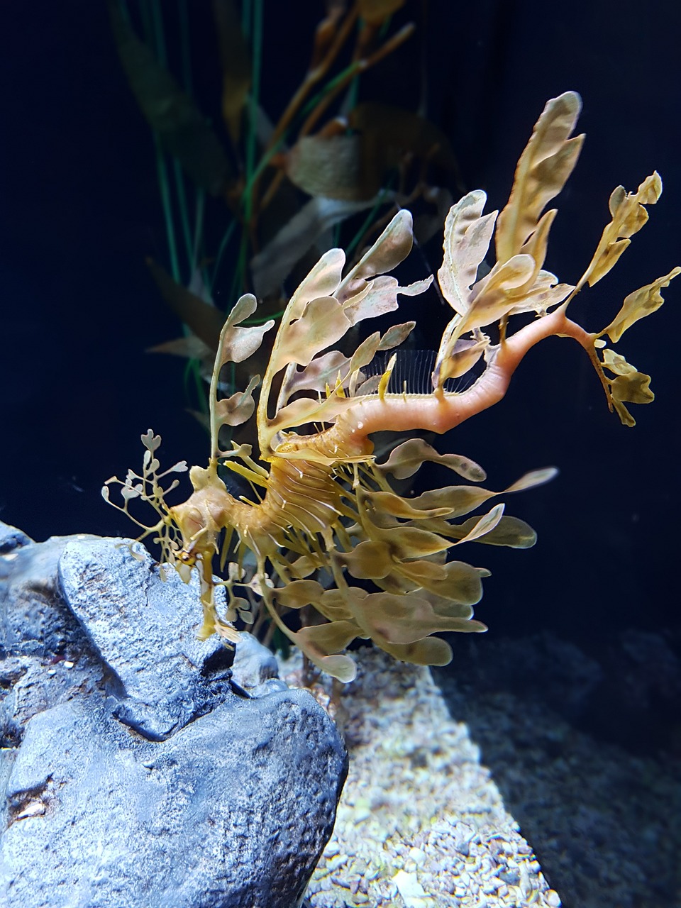 牡丹江市東安區(qū)金魚滿堂水族館（牡丹江市東安區(qū)金魚滿堂水族館電話）