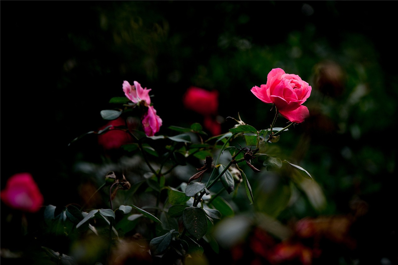 萬榮縣裴莊紅晶花卉服務(wù)部（萬榮縣裴莊紅晶花卉服務(wù)部電話）