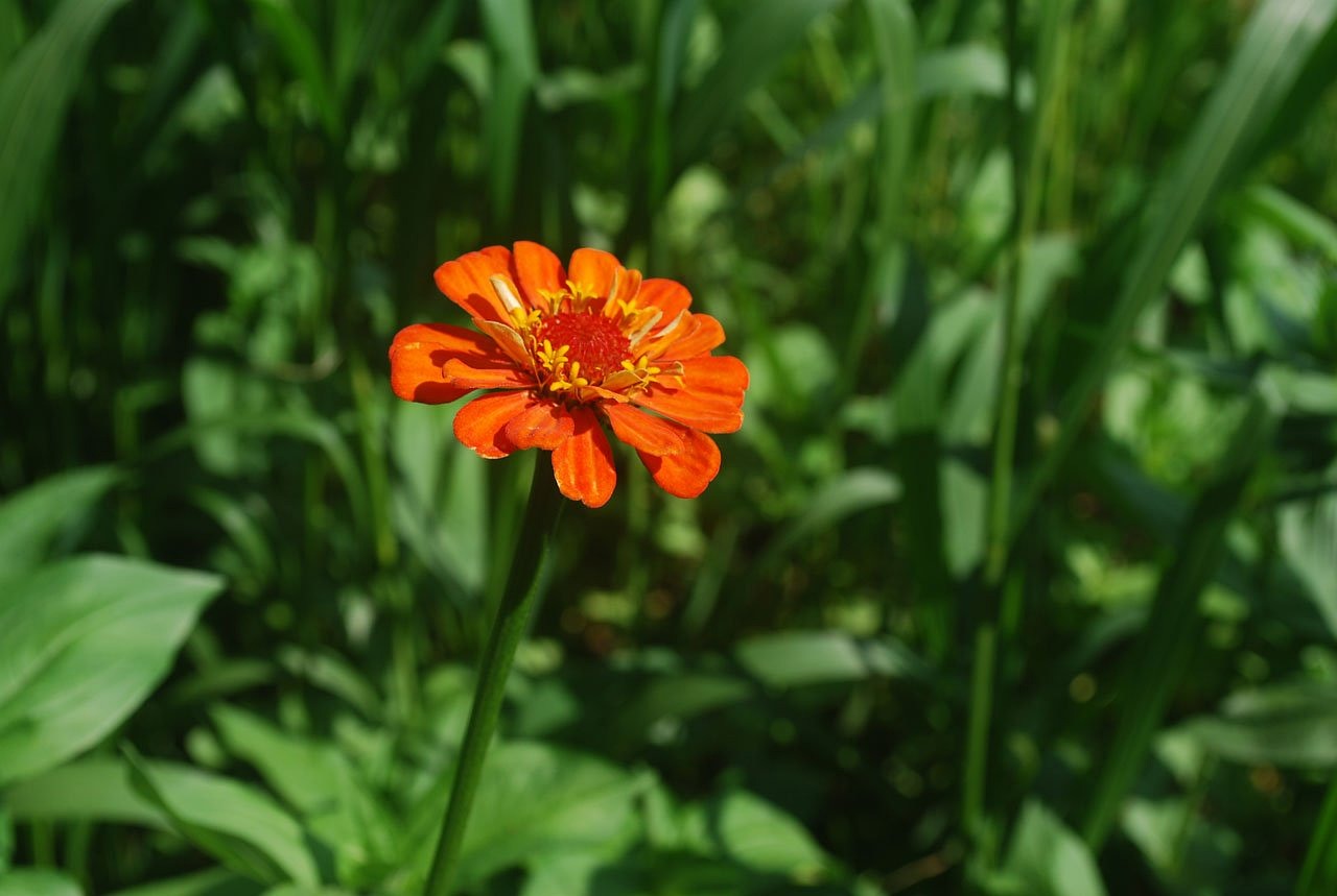 萬榮縣裴莊紅晶花卉服務(wù)部（萬榮縣裴莊紅晶花卉服務(wù)部電話）