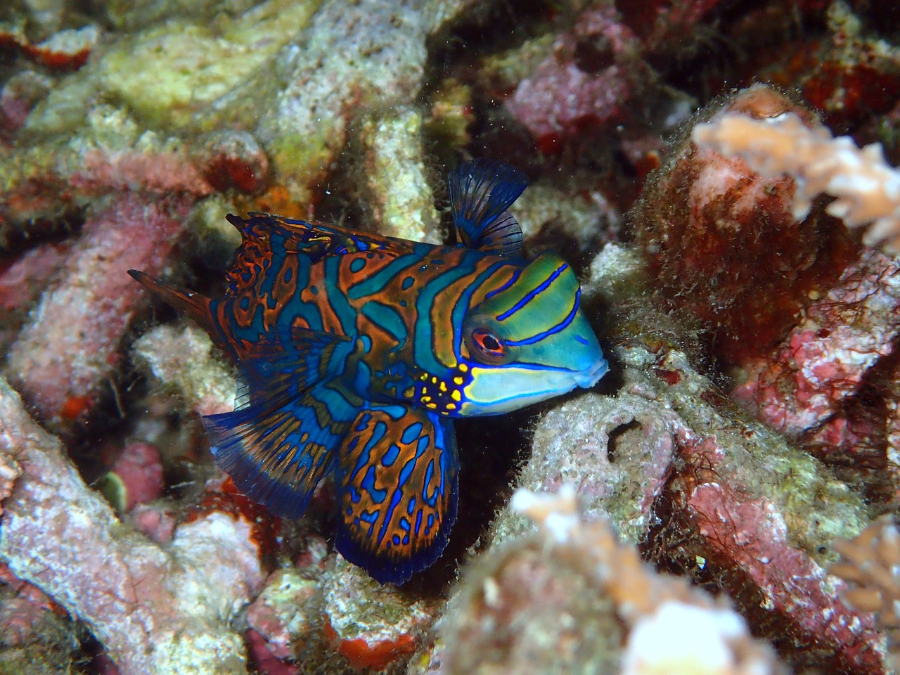 義烏哪里有賣魚缸水族池的（西張路口附近哪里有藝術(shù)培訓(xùn)） 狗仔（招財貓)魚苗 第1張