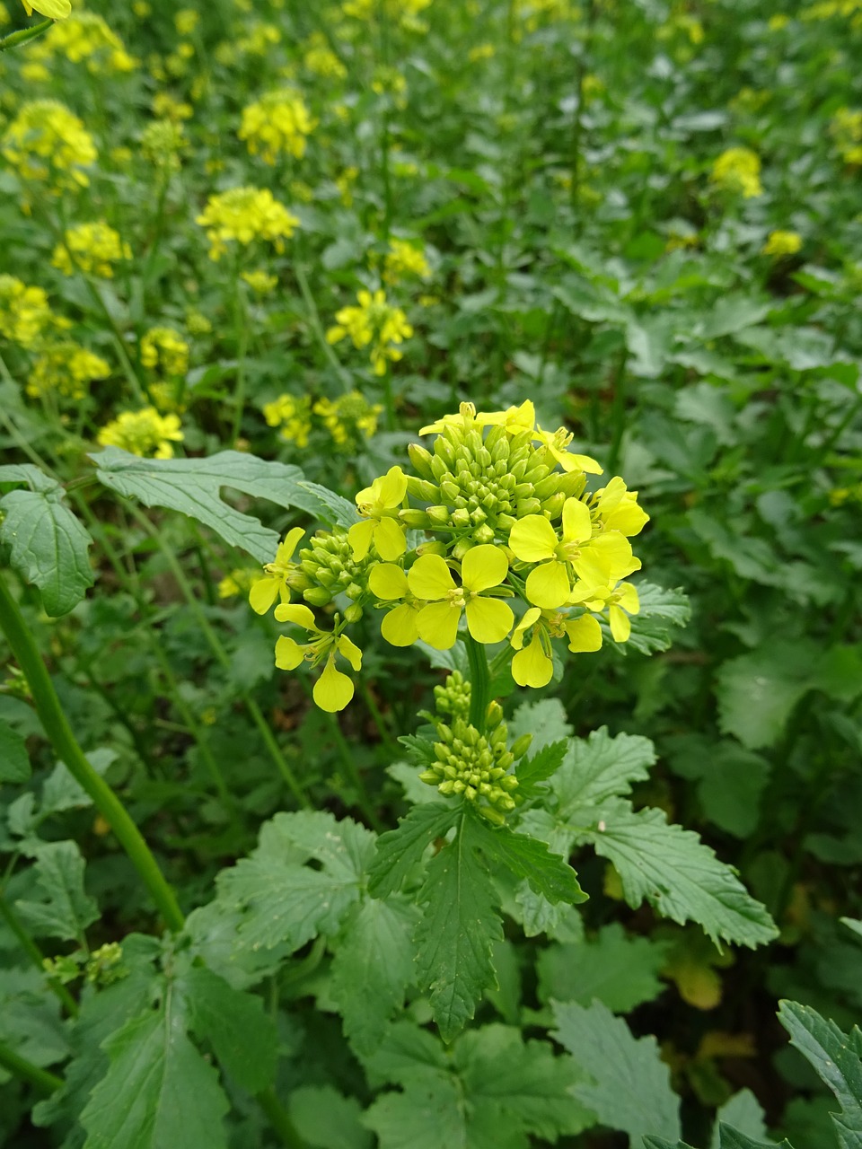 魚缸青苔好不好用（魚缸長青苔好不好）