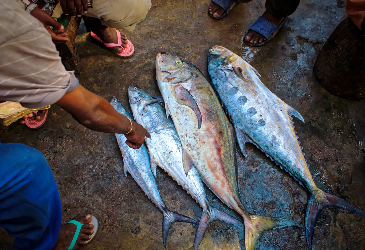 寧波龍魚批發(fā)市場地址查詢，寧波龍蝦交易市場 龍魚批發(fā) 第3張