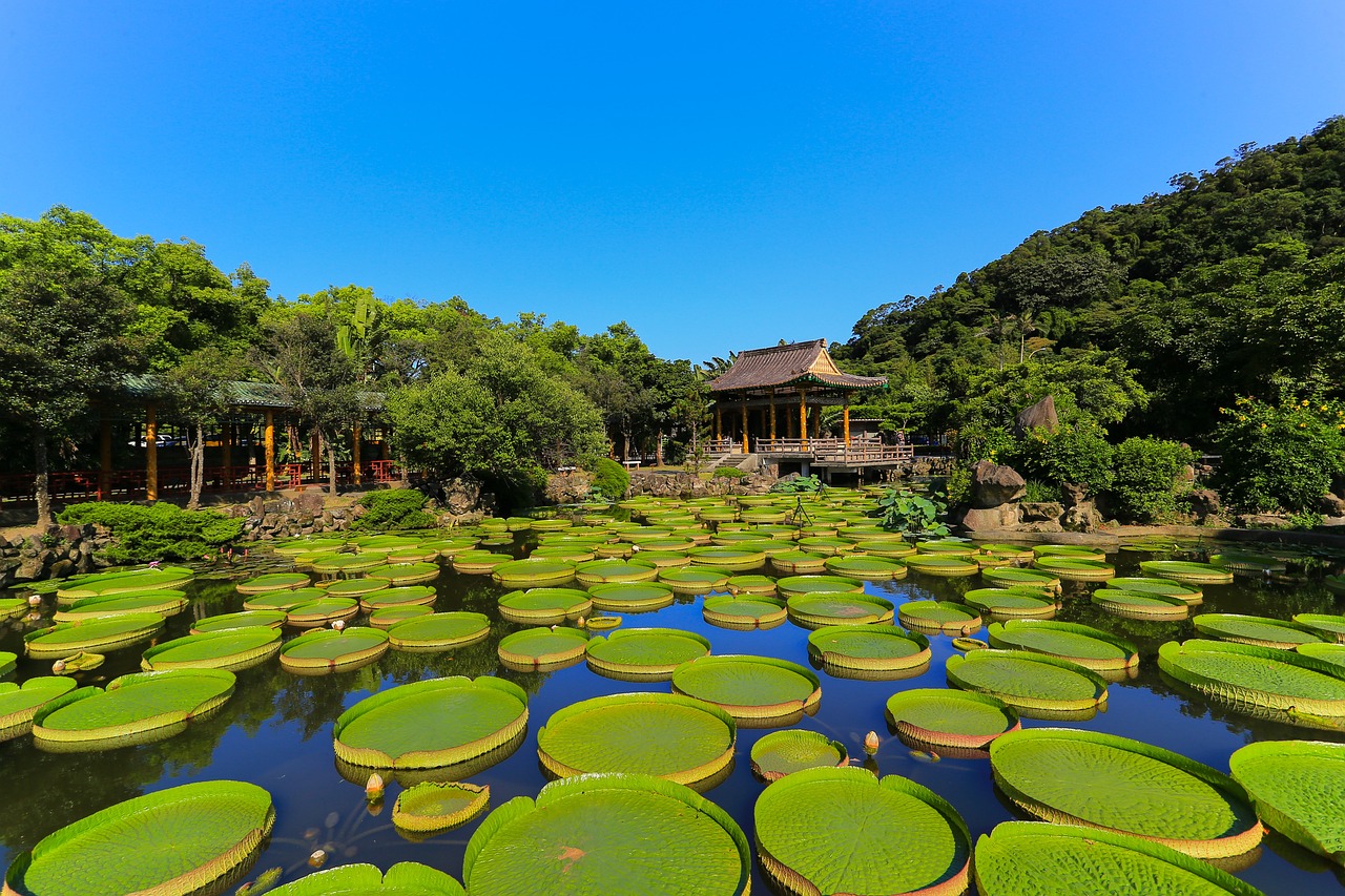 魚缸水質(zhì)酸堿度調(diào)節(jié) 魚缸水質(zhì)酸堿度調(diào)節(jié)方法 超血紅龍魚 第2張