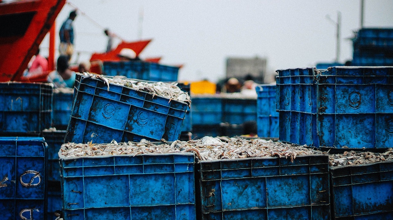 一般龍魚多少錢 一般龍魚多少錢一條 廣州觀賞魚批發(fā)市場