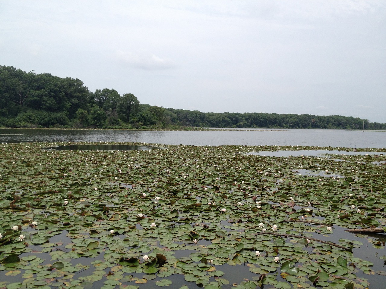 庭院魚池造價表（庭院魚池造價表圖片） 廣州景觀設(shè)計 第1張