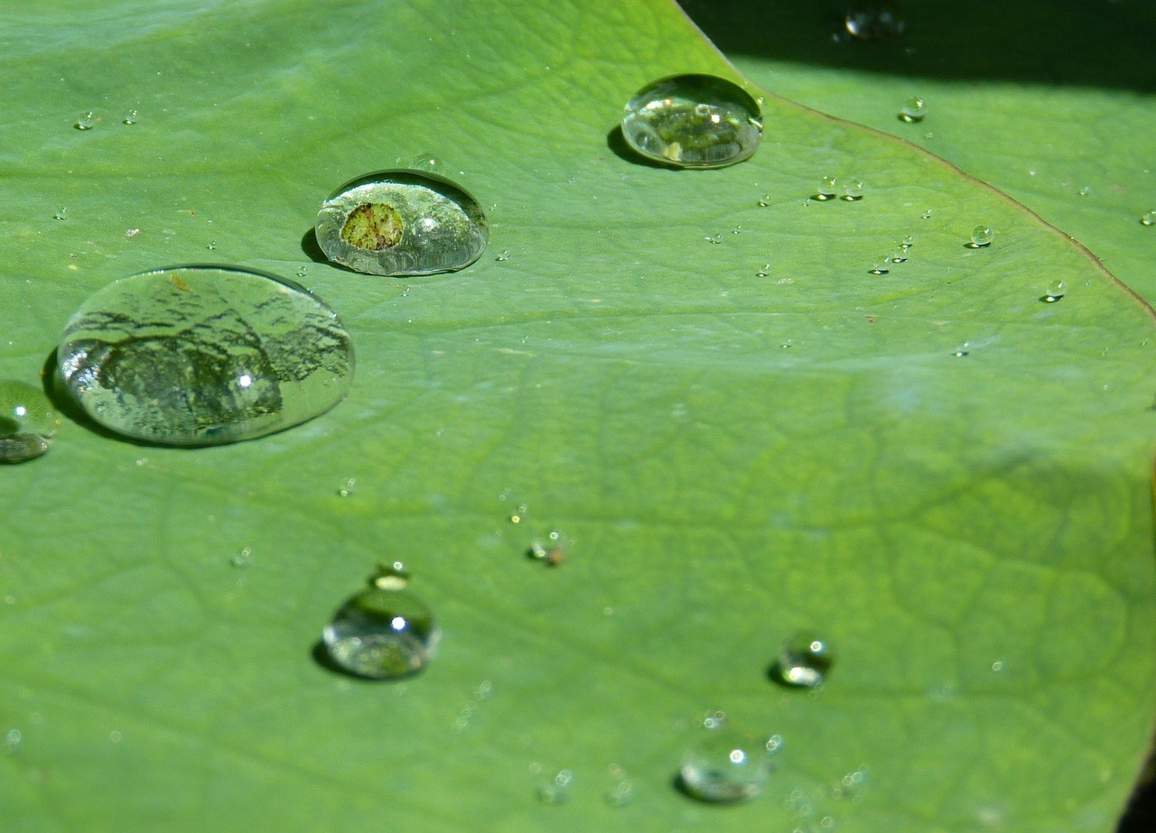 彩蝶龍魚(yú)缸有便宜點(diǎn)的嗎，彩蝶的魚(yú)缸怎么樣 觀(guān)賞魚(yú) 第3張