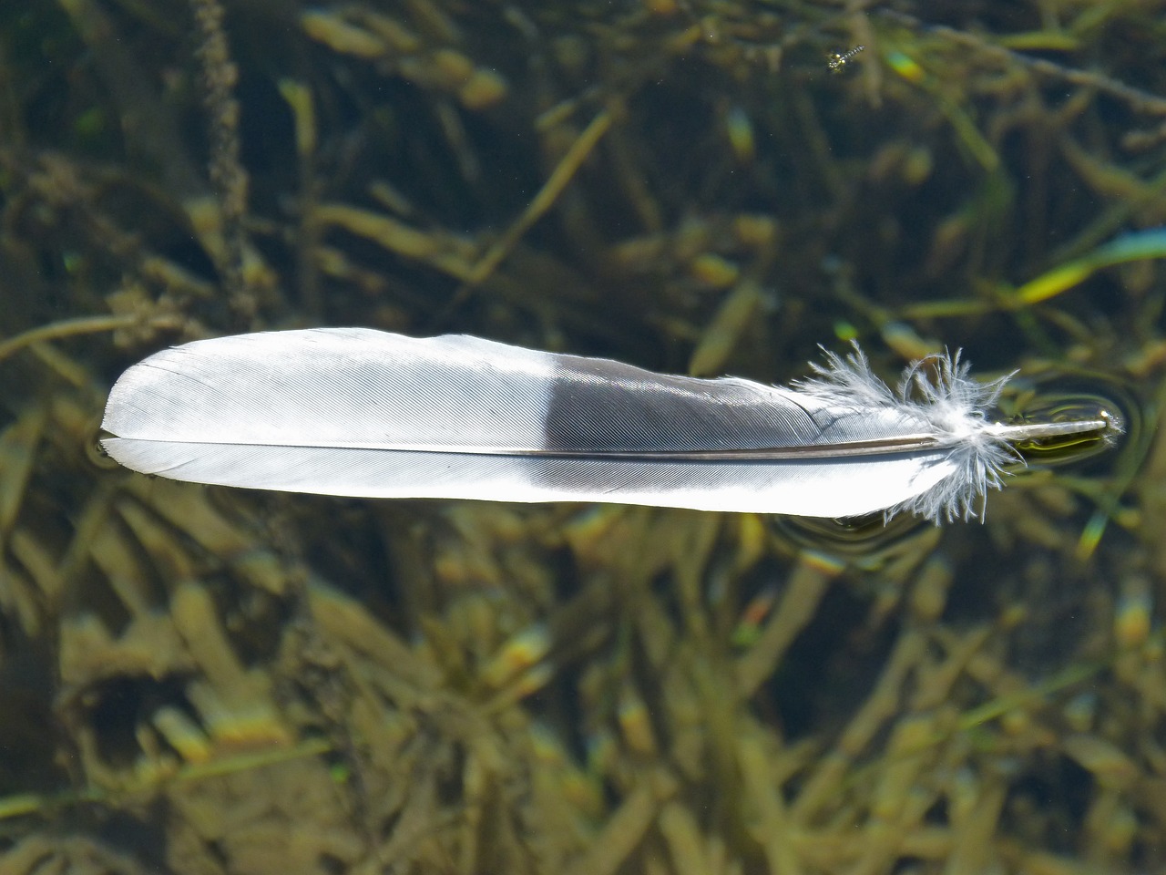 銀白色觀賞魚種類有哪些圖片，觀賞魚的種類有哪些