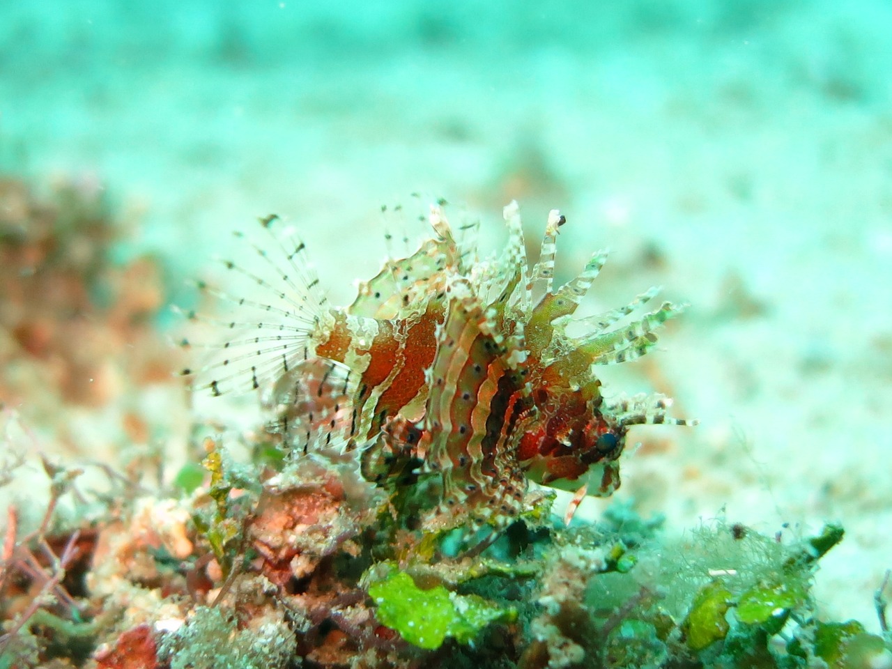 可利巴恐龍魚(yú)和鱷魚(yú)恐龍魚(yú)（可利巴恐龍魚(yú)和鱷魚(yú)恐龍魚(yú)的區(qū)別） 觀賞魚(yú) 第3張