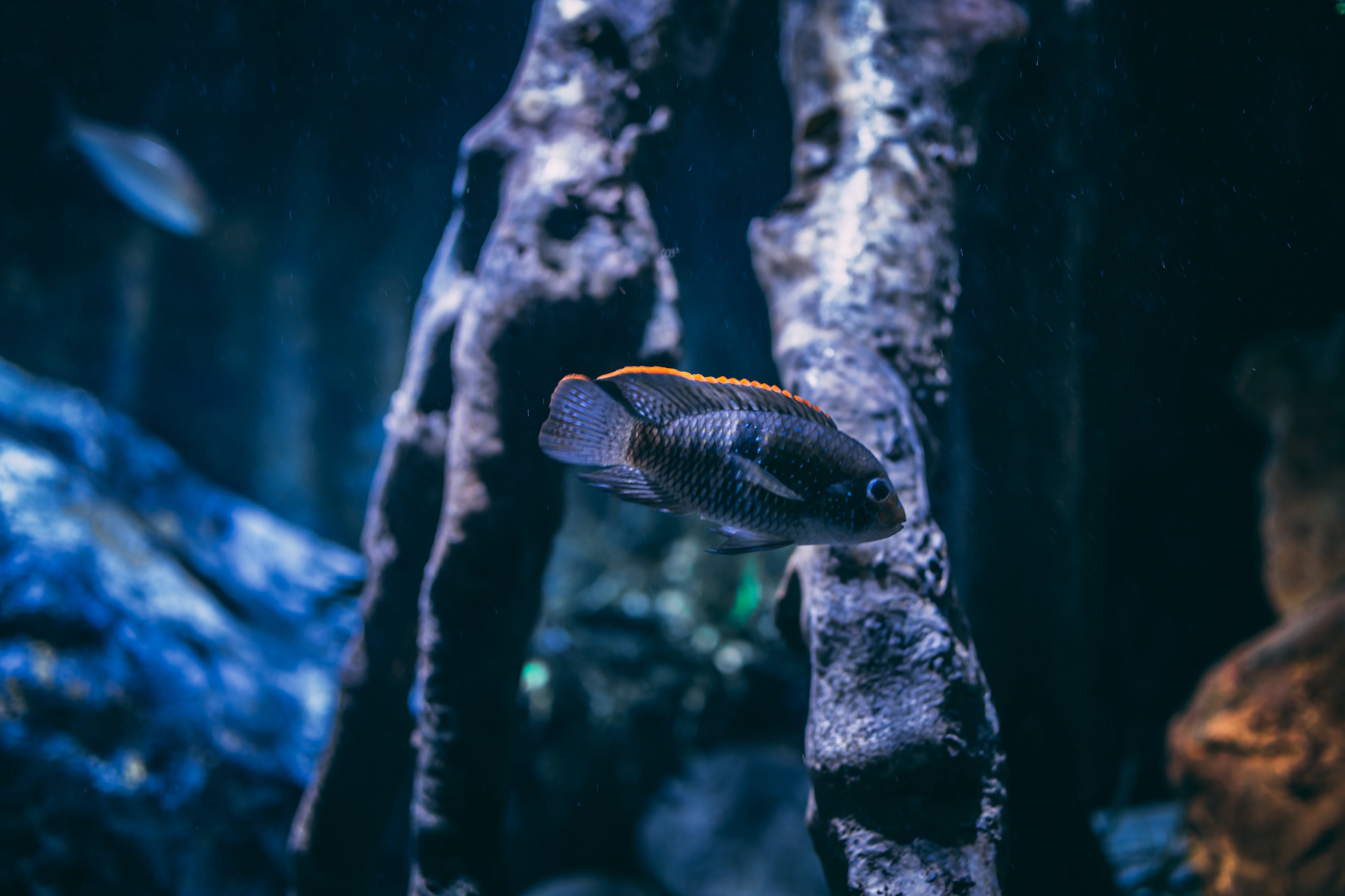 盤錦觀賞魚水族館地址（盤錦觀賞魚水族館地址在哪） 觀賞魚市場（混養(yǎng)魚） 第4張