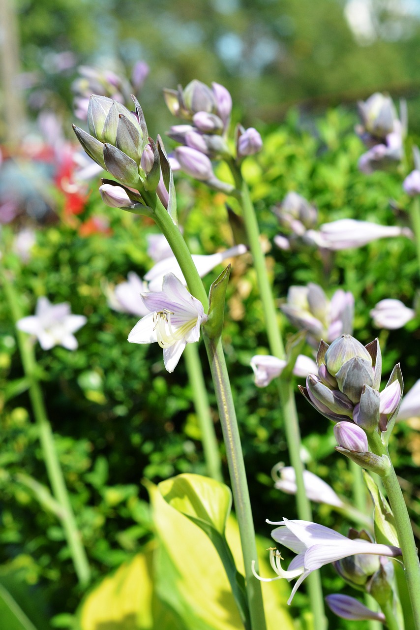 魚缸里養(yǎng)花對(duì)魚好嗎有毒嗎，魚缸里養(yǎng)花對(duì)魚好嗎有毒嗎視頻