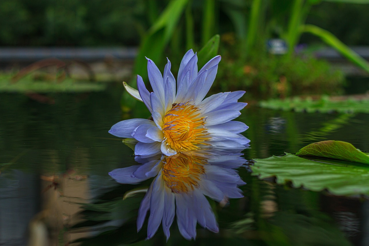 溪流缸植物該怎么種植（溪流缸植物該怎么種植視頻） 廣州景觀設(shè)計(jì) 第1張