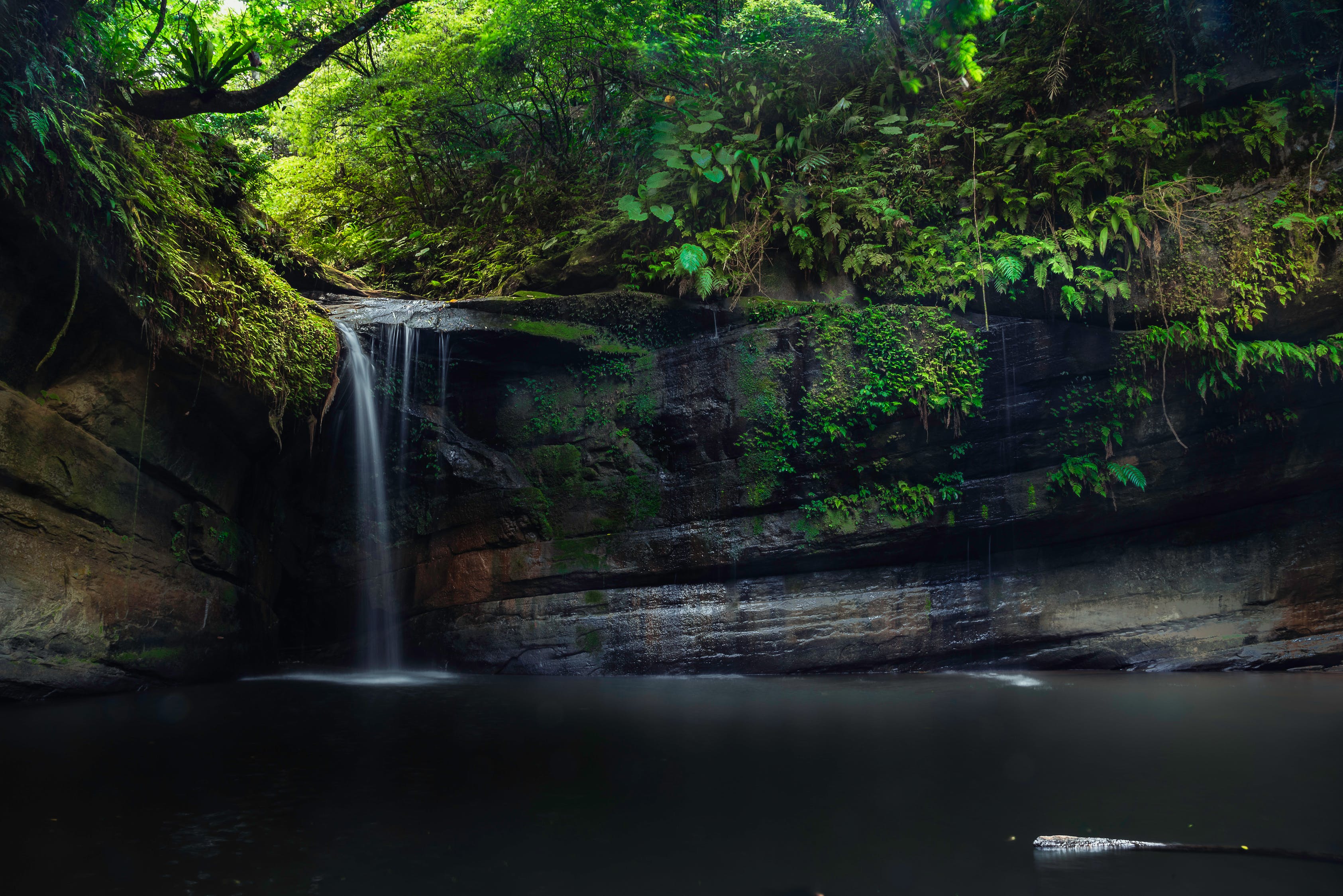 溪流魚池造景（溪流魚池造景種什么植物）