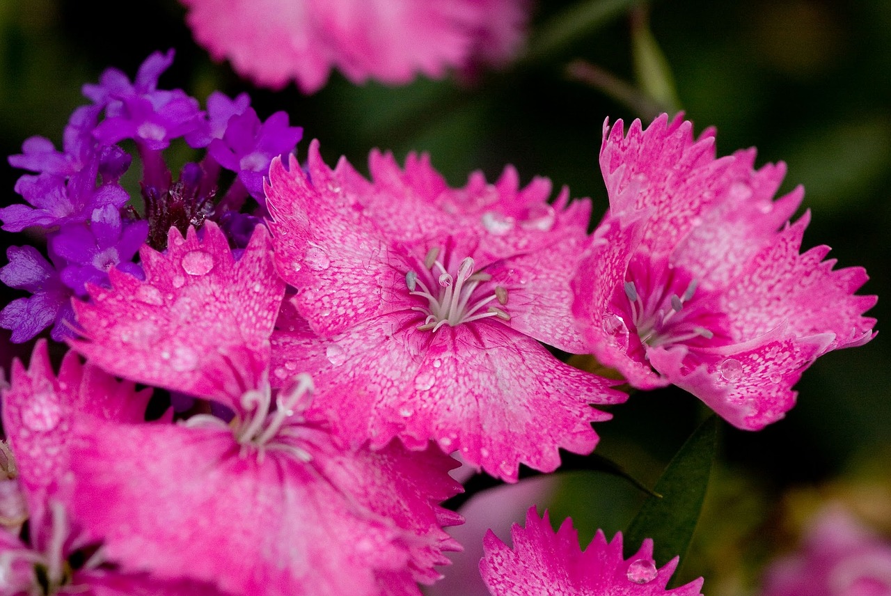 扎賚特旗花花家花鳥魚坊（扎賚特旗花花家花鳥魚坊電話）