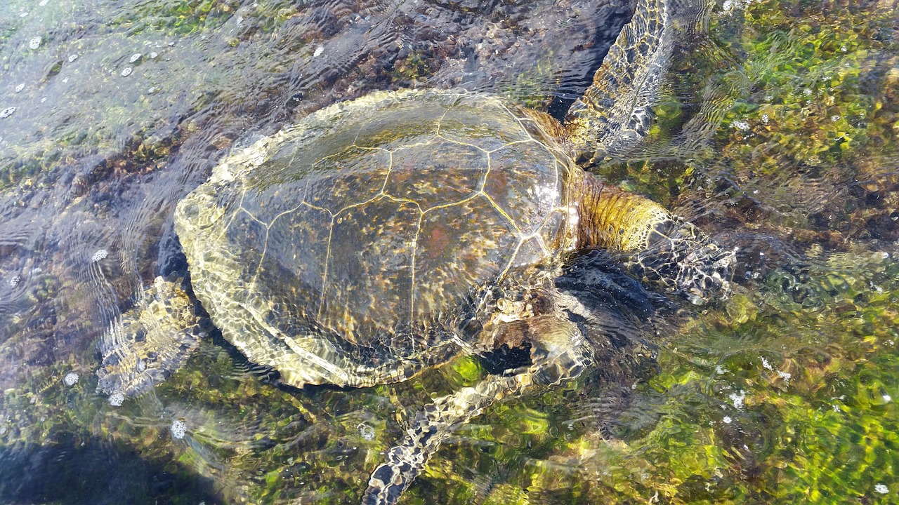 溪流魚缸養(yǎng)什么魚（溪流魚缸養(yǎng)什么魚好） 廣州景觀設(shè)計 第3張