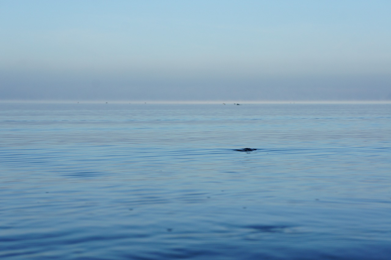 溪流魚缸造景圖片高清壁紙（溪流魚缸造景圖片高清壁紙大全）