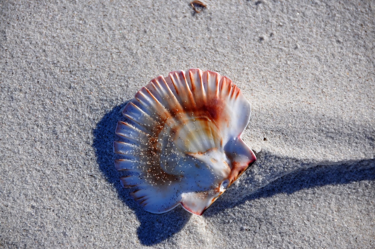 魚(yú)缸換水后水發(fā)白霧蒙蒙的多久能好呀 魚(yú)缸換水后水發(fā)白怎么回事