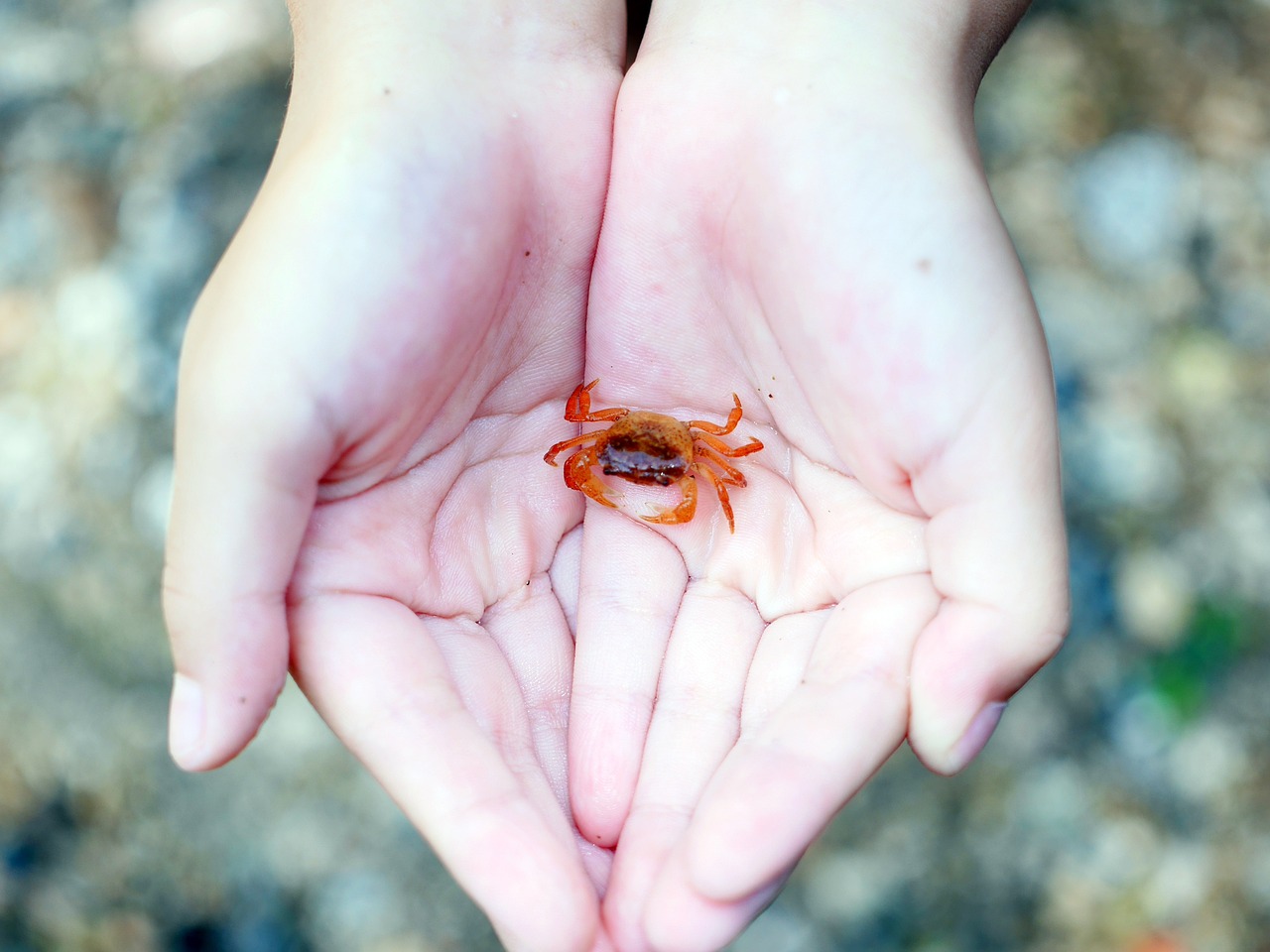 淡水海龍魚的圖片高清（淡水龍魚圖片大全）