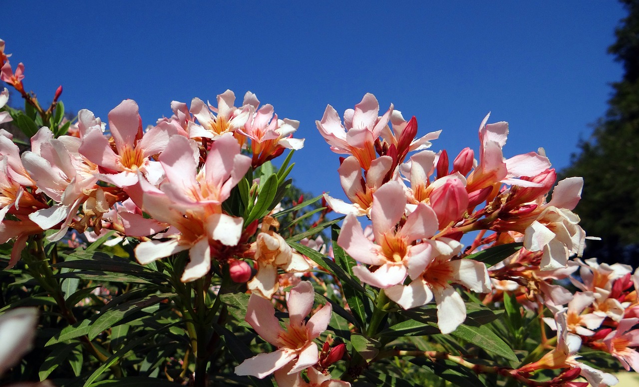 遼寧農(nóng)墾花卉苗木公司嘉聯(lián)花漁商行 全國水族館企業(yè)名錄 第4張