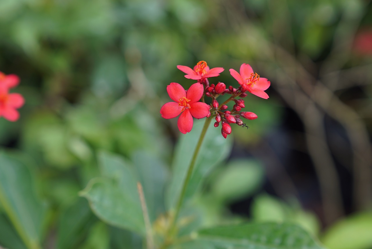 遼寧農(nóng)墾花卉苗木公司嘉聯(lián)花漁商行 全國水族館企業(yè)名錄 第5張