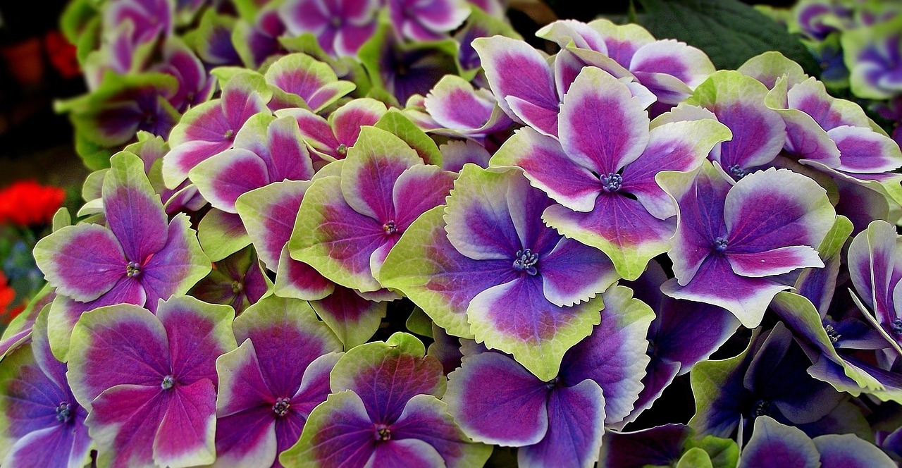 趙縣眾禾花卉園（趙縣眾禾花卉園地址） 全國水族館企業(yè)名錄 第4張