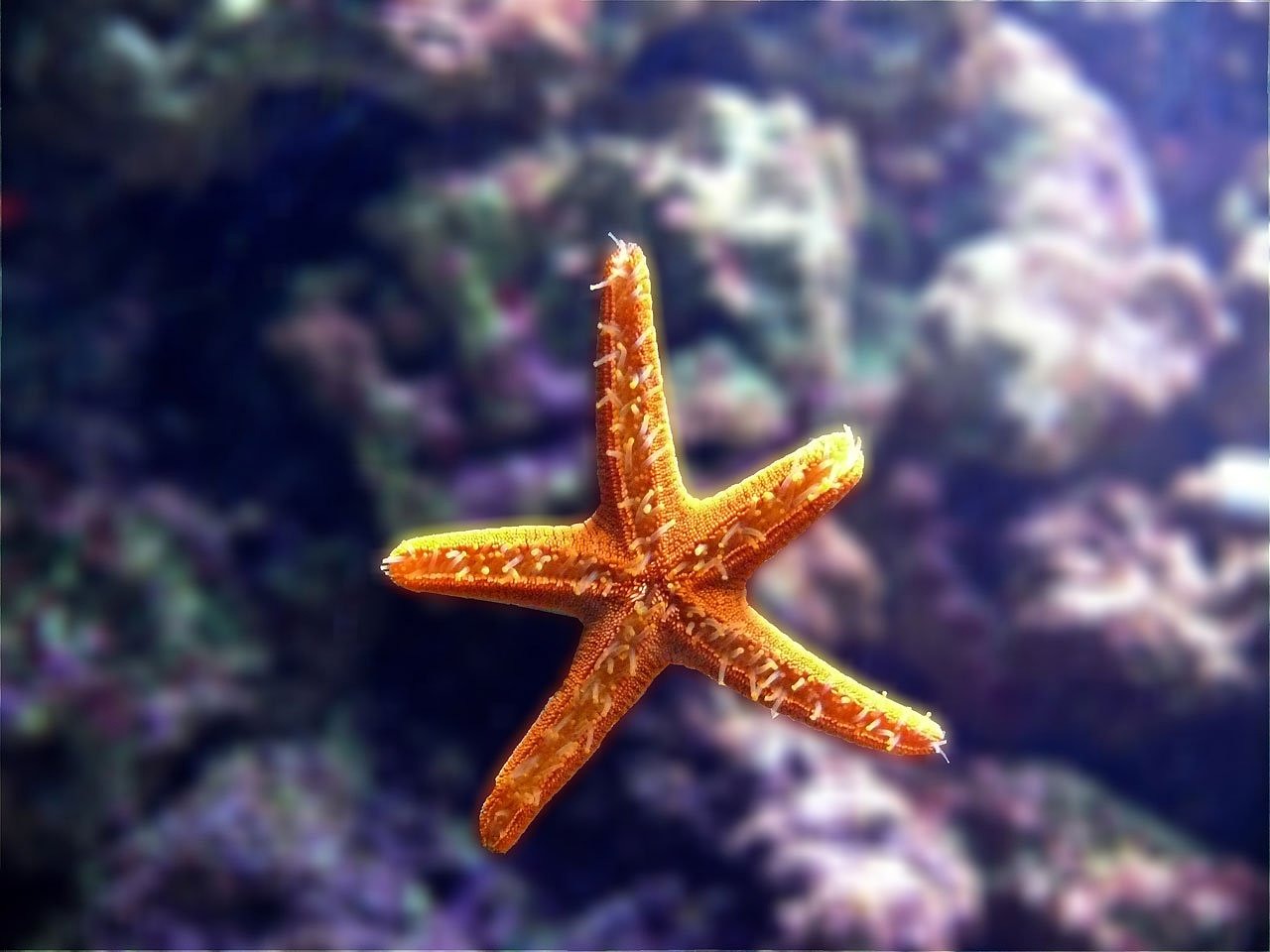 濟(jì)南市天橋區(qū)多彩水族商行（多彩水族館怎么樣）