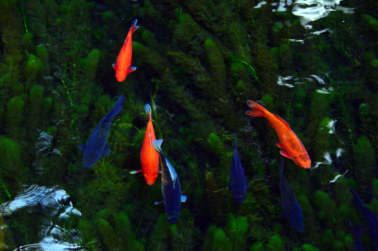 興安盟水族館小布和斑馬貝混養(yǎng)問題 錦鯉魚 第2張