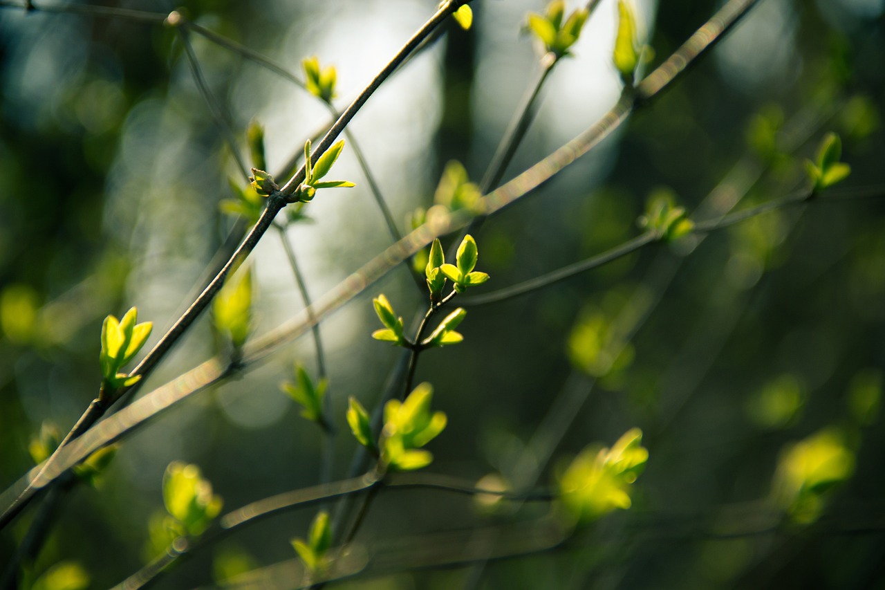 遜克縣花香鳥語生態(tài)植物園（遜克縣花香鳥語生態(tài)植物園在哪里）