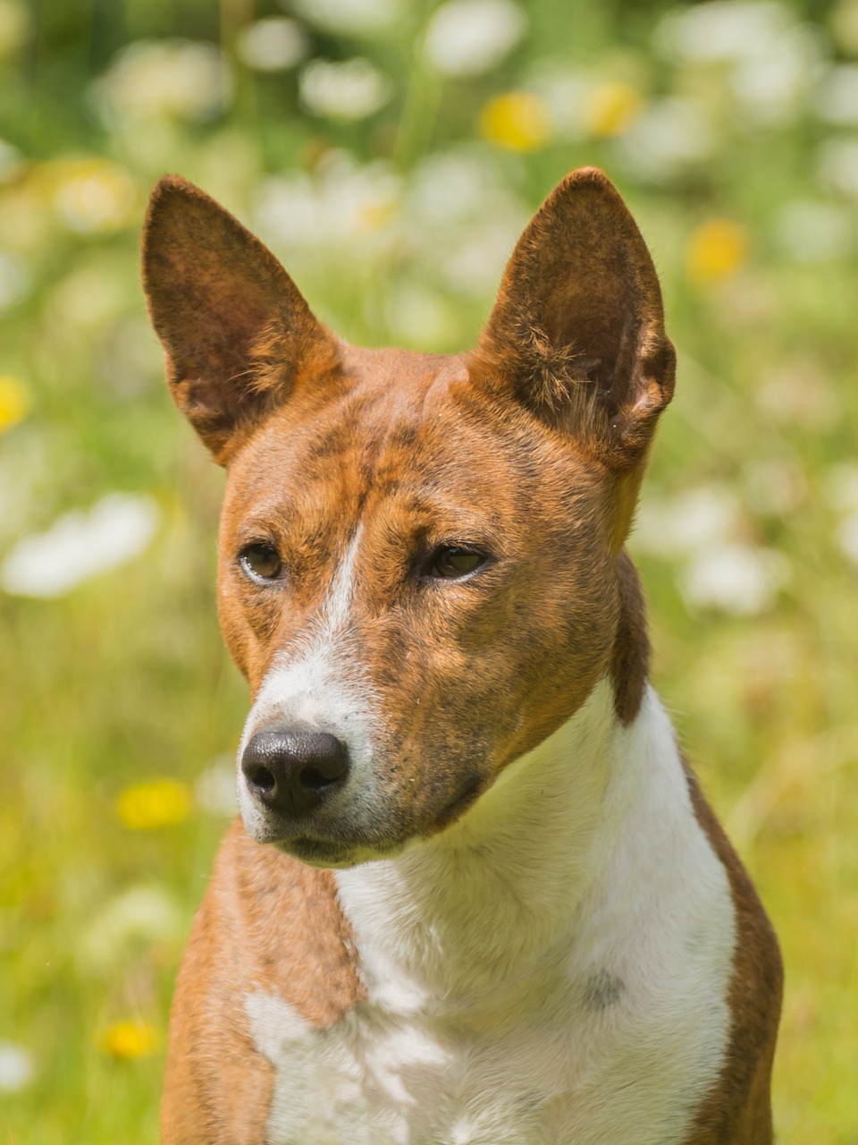 豹犬的用途是什么，豹ⅱa6 觀賞魚(yú) 第2張