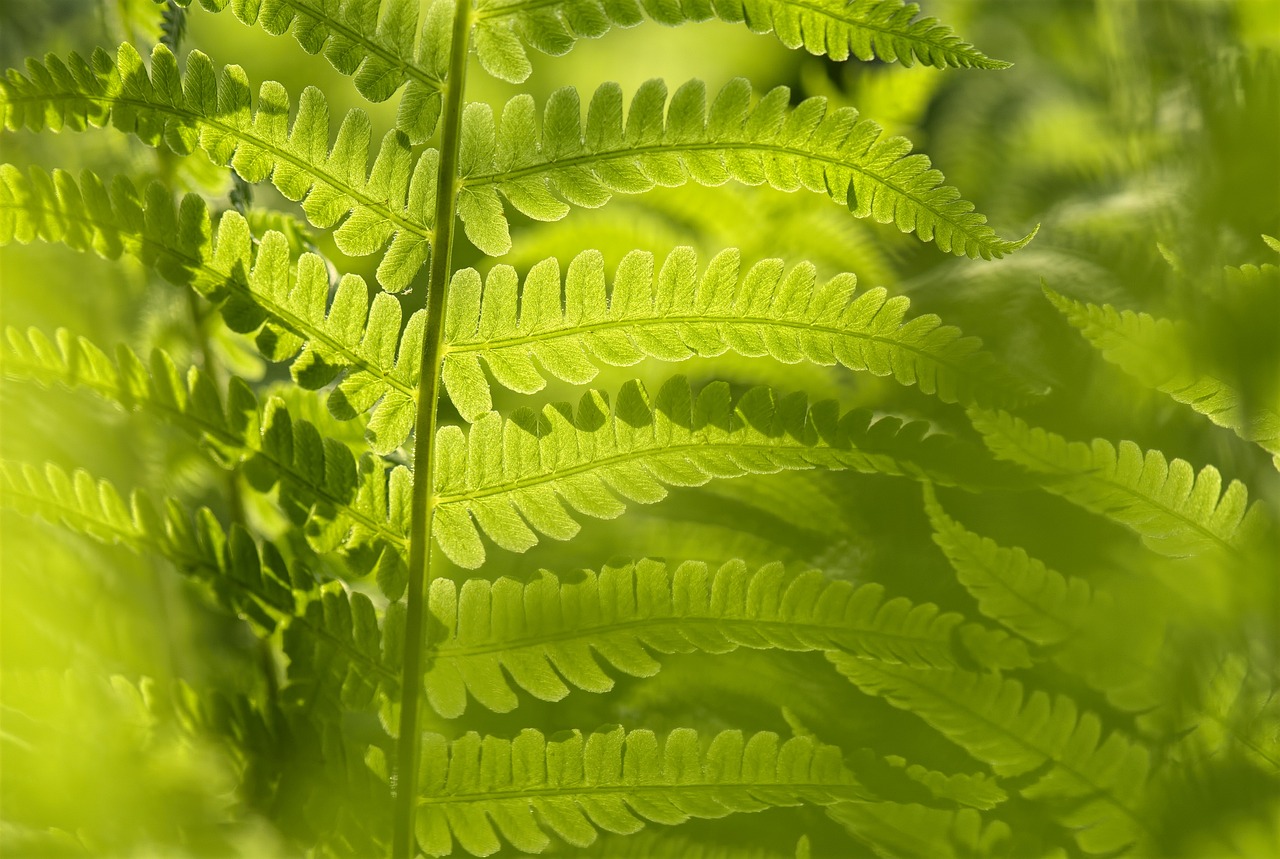 植物墻畫圖片大全（植物墻畫圖片大全簡單）