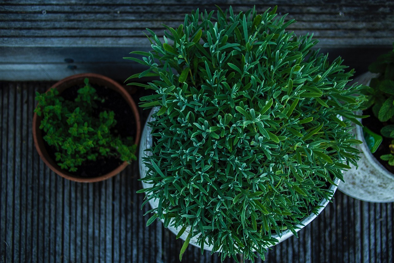 植物墻哪家公司做的好（植物墻公司哪家強）