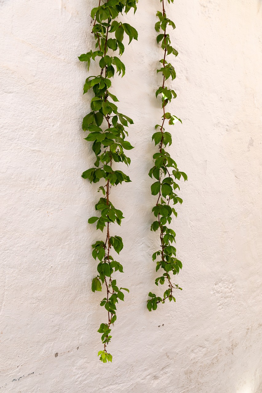 植物墻設計案例（植物墻設計案例范文）