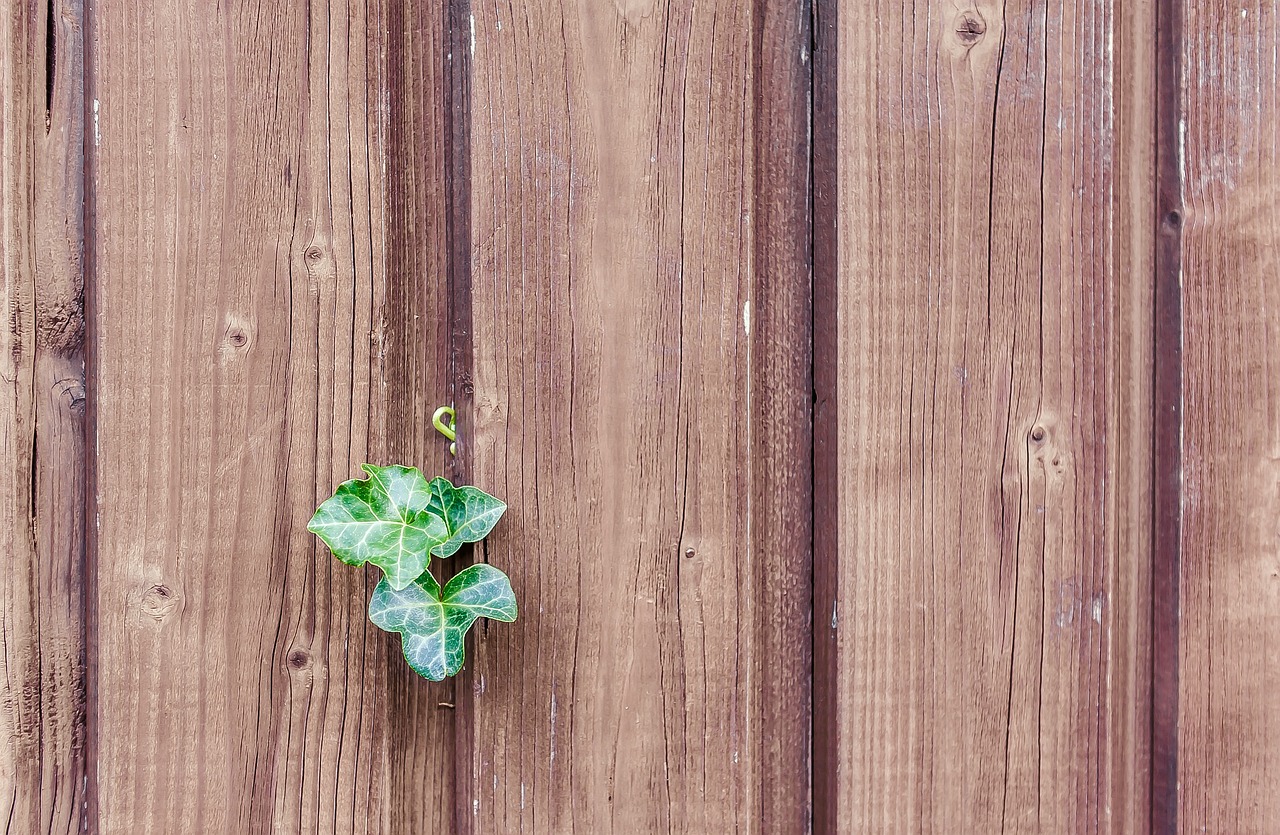 植物墻設(shè)計(jì)方案（植物墻設(shè)計(jì)方案PPT）