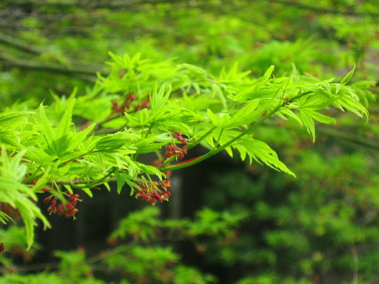 植物墻設(shè)計(jì)方案PPT（植物墻設(shè)計(jì)方案PPT）