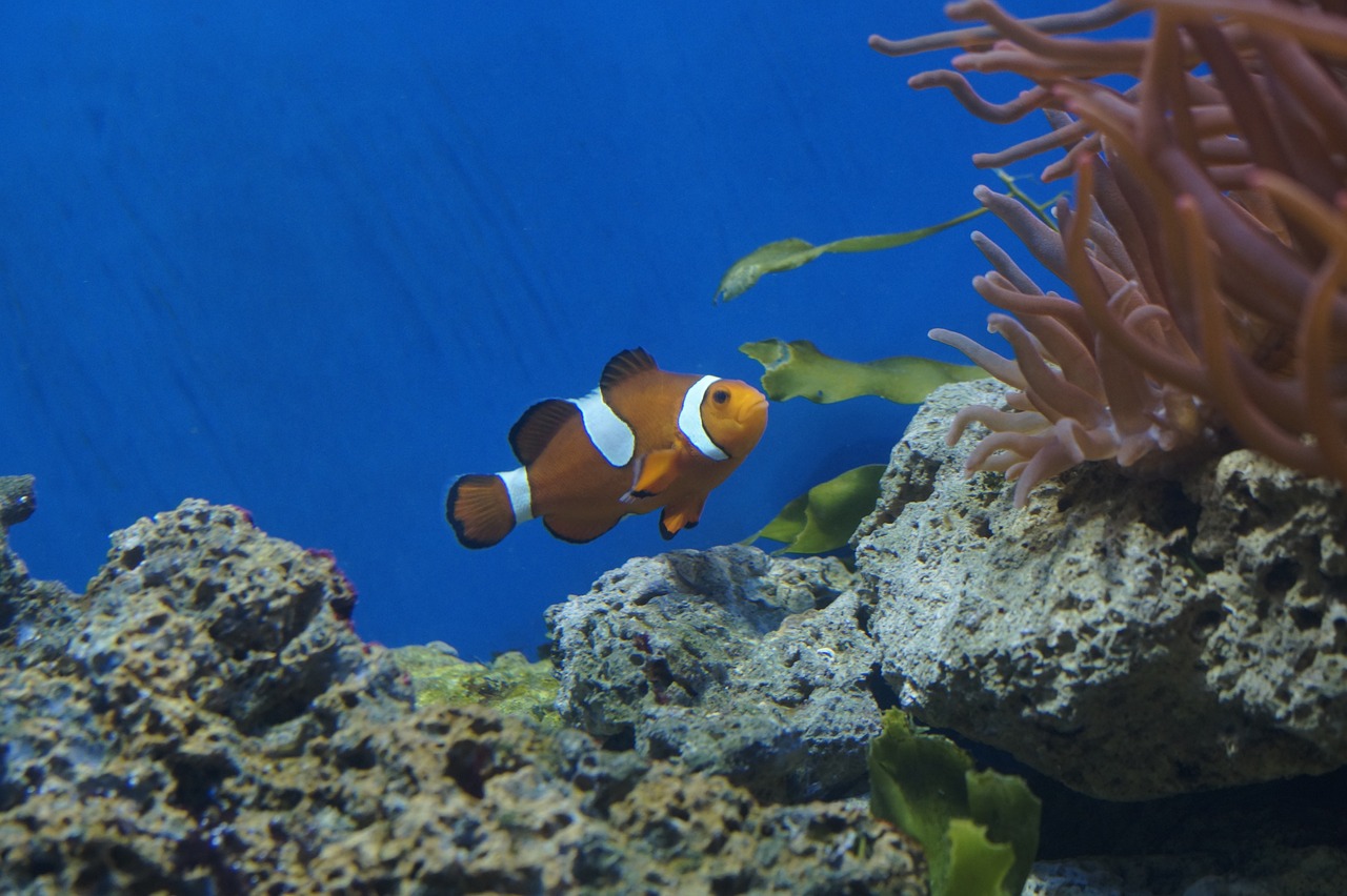 雙峰縣海世界水簇館（雙峰水族館）