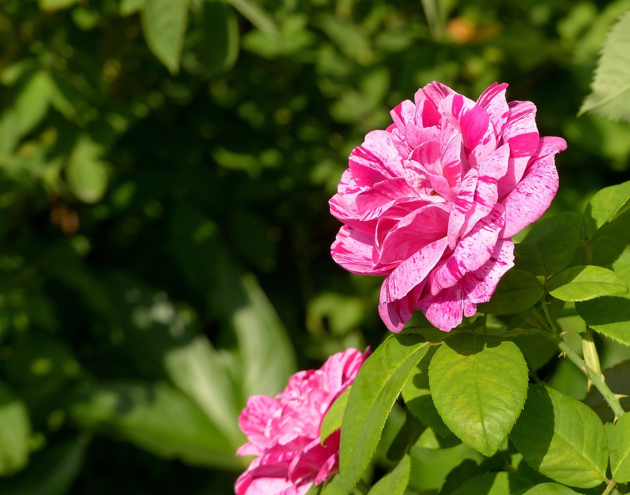 太原市萬柏林區(qū)花草園花木經(jīng)銷部（太原市萬柏林區(qū)花草園花木經(jīng)銷部電話） 全國水族館企業(yè)名錄 第4張