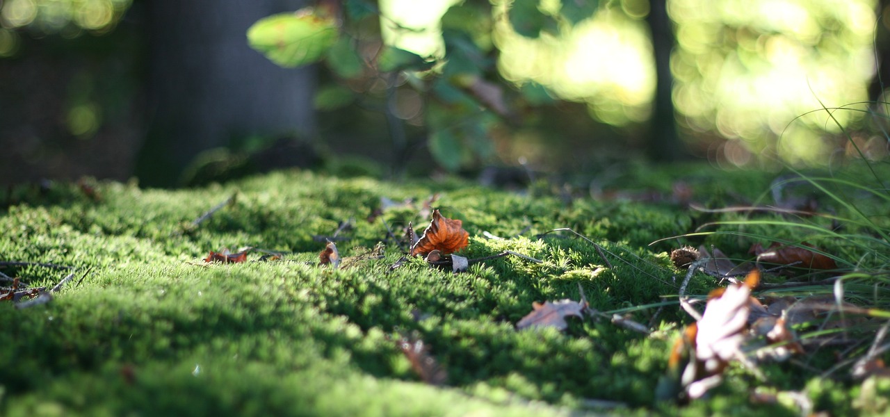 魚缸如何養(yǎng)出綠苔（魚缸如何養(yǎng)出綠苔呢） 祥禾Super Red紅龍魚 第1張