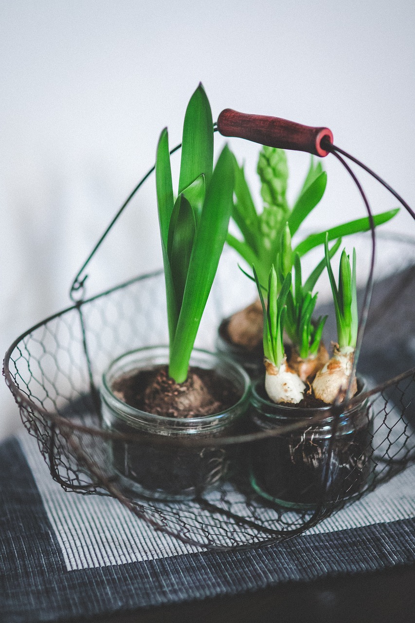 小型魚缸養(yǎng)水草還是房裝飾，小魚缸養(yǎng)水草好嗎 水草 第1張