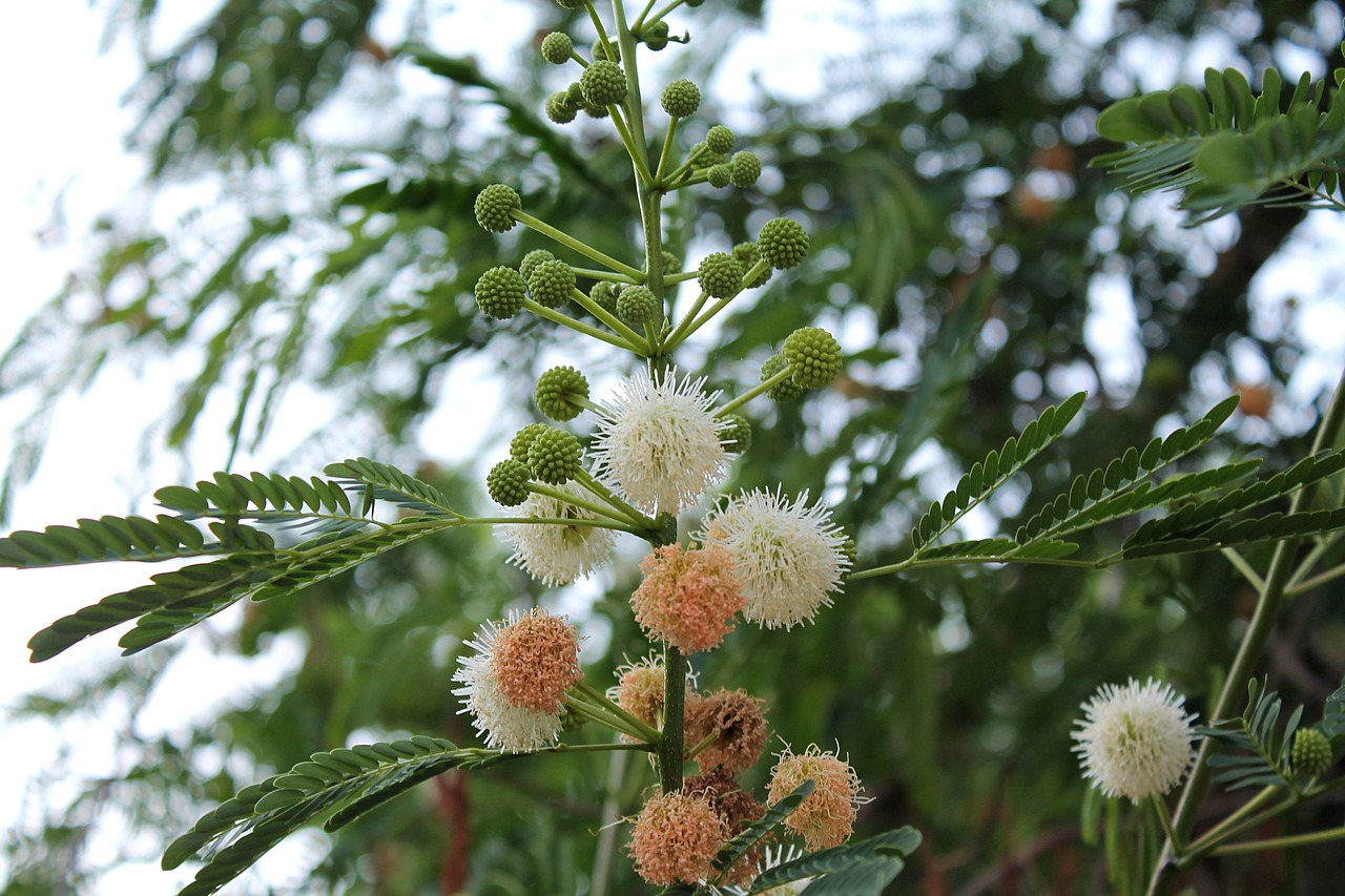 藍(lán)面虎皮天堂鳥（天空藍(lán)虎皮）