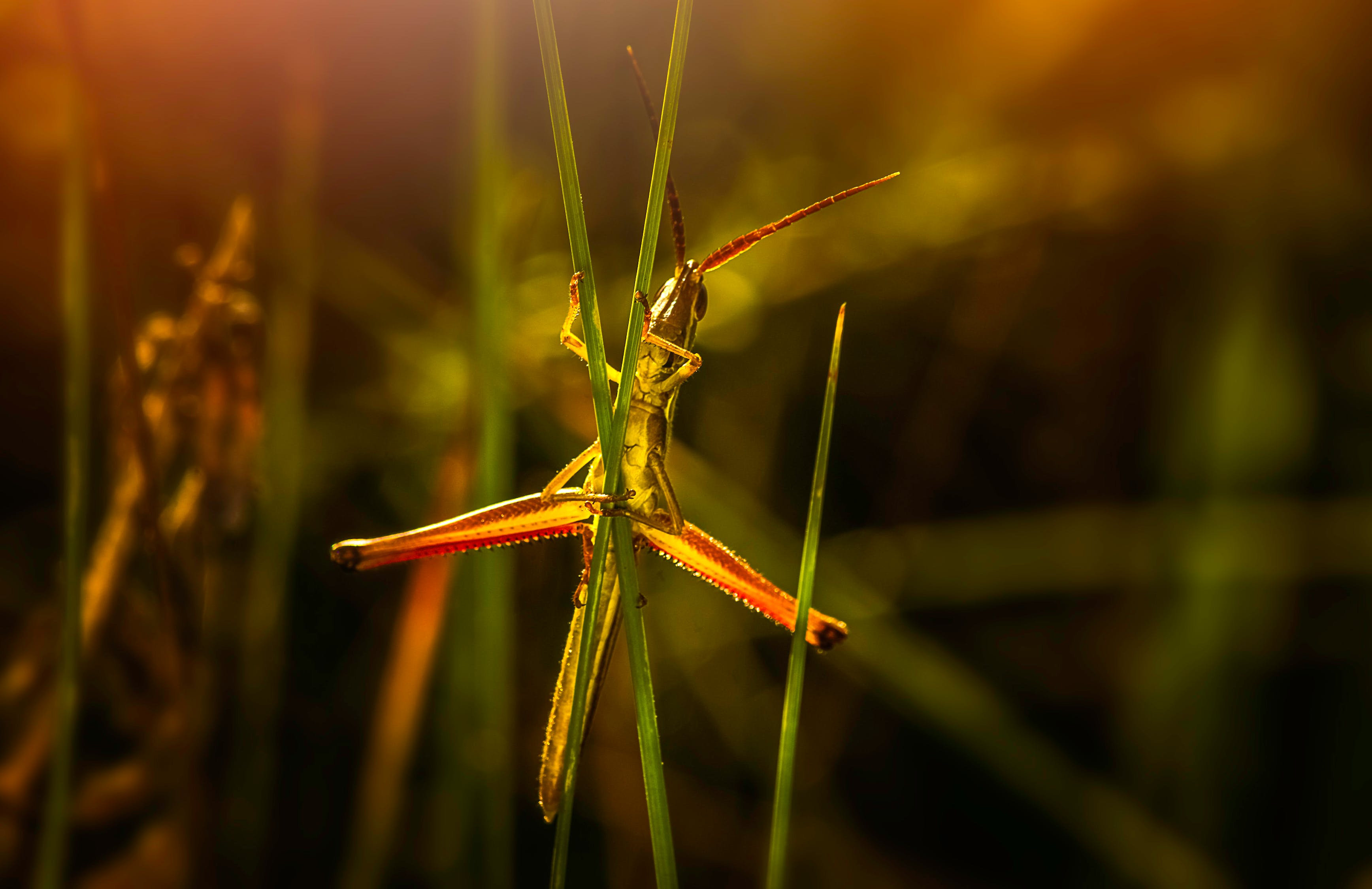 魚缸長(zhǎng)綠苔對(duì)魚好不好呢，魚缸長(zhǎng)綠苔對(duì)魚有害嗎 養(yǎng)魚知識(shí) 第3張